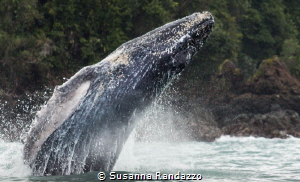 humpback whale breaching by Susanna Randazzo 